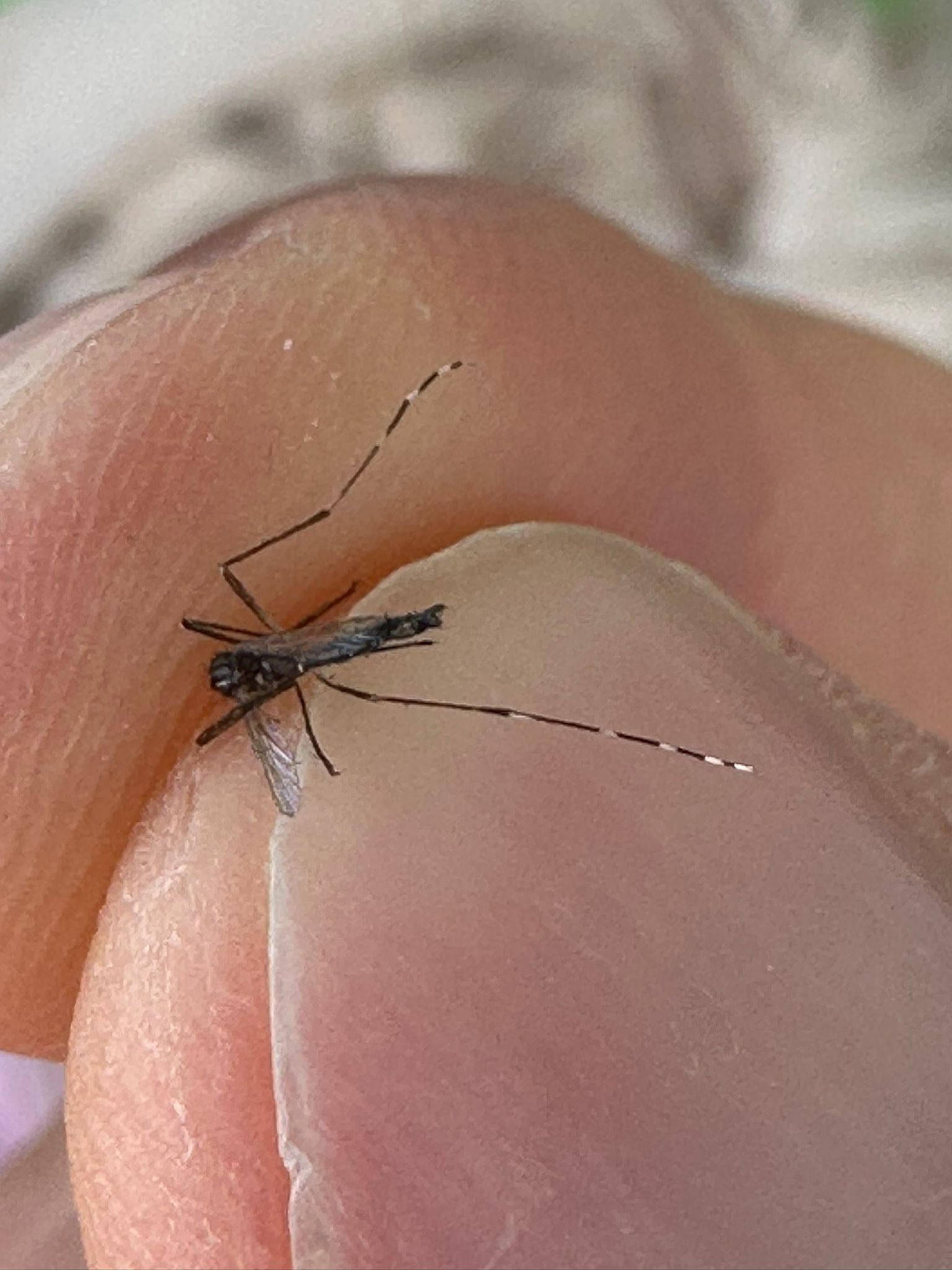 Mosquito tigre, riesgos, prevención y control con Gimasur 3 526908366 1315543253790367 3115237788043512127 n