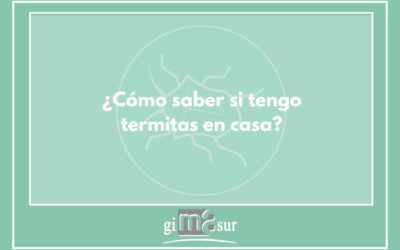 ¿Cómo saber si tengo termitas en casa?