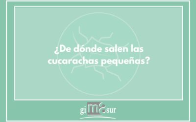 De dónde salen las cucarachas pequeñas
