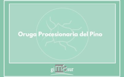 Oruga Procesionaria del Pino ¿Cómo eliminarla?