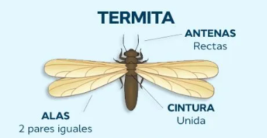 Diferencia entre termita alada y hormiga Diferencia entre termita alada y hormiga