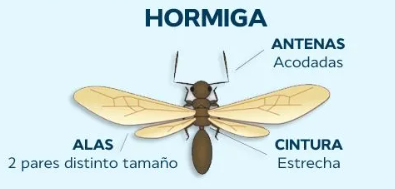hormiga con alas, no es termita hormiga con alas