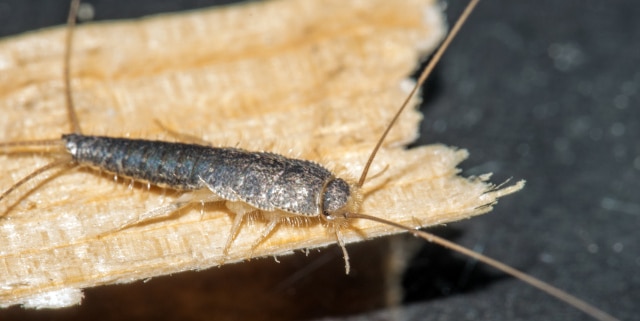 ¿Qué es y por qué sale el pececillo de plata? 2 Closeup of long tailed silverfish (Ctenolepisma longicaudata) also called gray silverfish. It is crawling on a thin piece of wood.