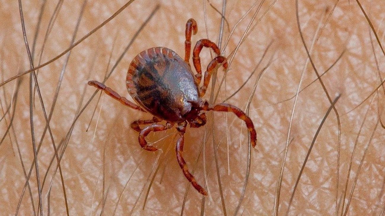 Cómo eliminar garrapatas en casa definitivamente: Guía 2026 1 eliminar garrapata