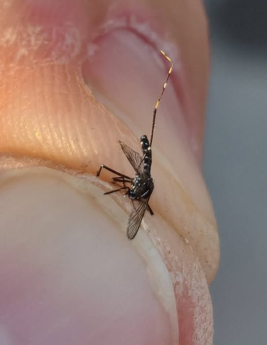 Mosquito tigre, riesgos, prevención y control con Gimasur 1 mosquitos tigre