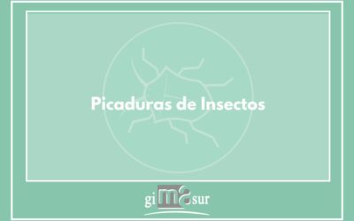 Tipos de picaduras de Insectos: Guía Completa de Identificación