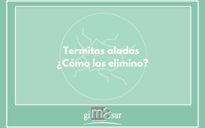 Termitas aladas ¿Cómo eliminarlas?